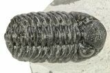 Bargain, Phacopid (Adrisiops) Trilobite - Jbel Oudriss, Morocco #271255-2